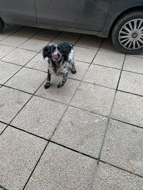 Vendita femmina setter inglese