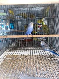 Cocorita