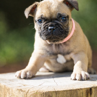 Bulldog francese