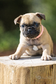 Bulldog francese