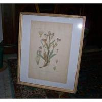 Stampa incisa, soggetto "Valeriana"