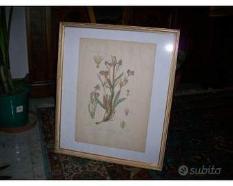 Stampa incisa, soggetto "Valeriana"