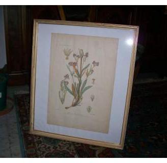 Stampa incisa, soggetto "Valeriana"