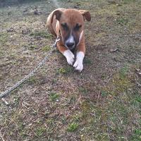 Cane simil amstaff cucciolo 3 mesi