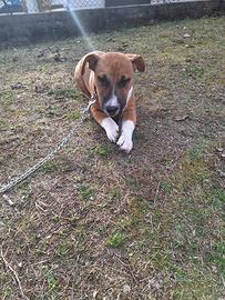 Cane simil amstaff cucciolo 3 mesi