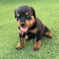Rottweiler
