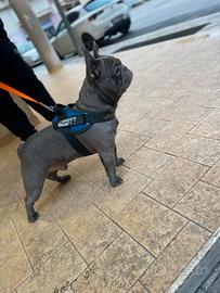 Bouledogue français per monta