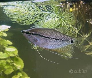 Trichopodus leerii - Gurami Perla