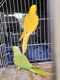 Parrochetti dal collare adulti ben tenuti