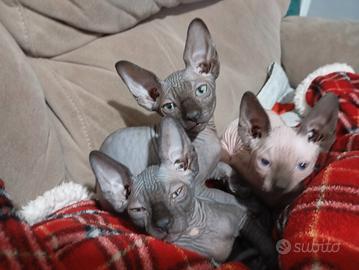 Canadian sphynx 