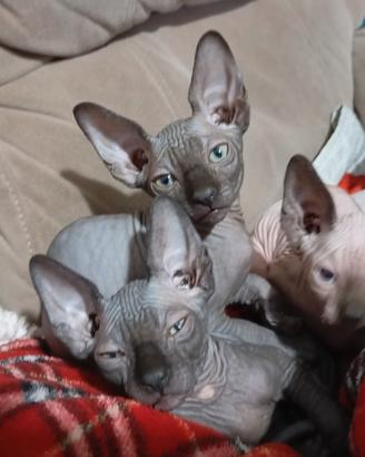 Canadian sphynx 
