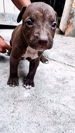 Amstaff