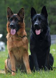 Cuccioli di pastore tedesco per veri appassionati