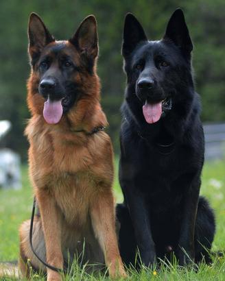 Cuccioli di pastore tedesco per veri appassionati