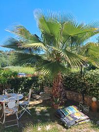 Palma da giardino alta quasi 4 mt