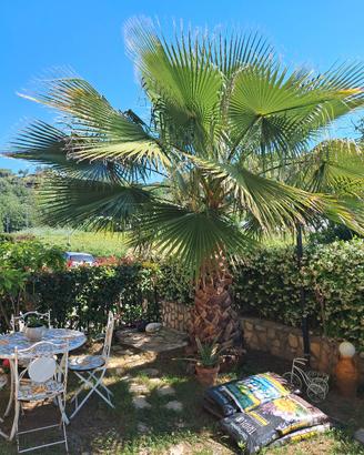 Palma da giardino alta quasi 4 mt