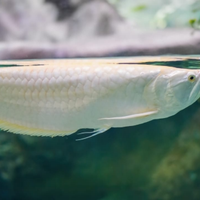 Arowana albino