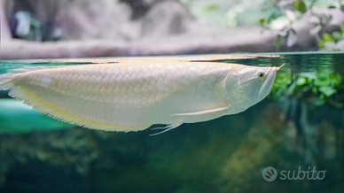 Arowana albino