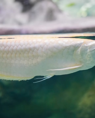 Arowana albino