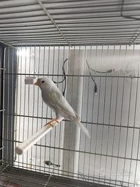 Canarino bianco dominante