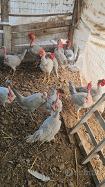 Collo nudo grigio perla