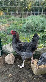 Gallo Ameraucana