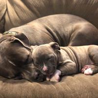 Abbiamo un adorabile cucciolo di pitbull