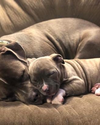Abbiamo un adorabile cucciolo di pitbull