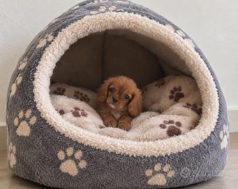 Cavalier King Charles Spaniel Ruby Taglia piccola