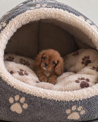 Cavalier King Charles Spaniel Ruby Taglia piccola