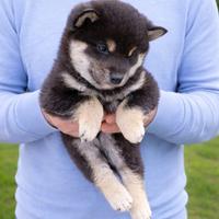 Shiba cuccioli maschi