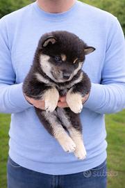 Shiba cuccioli maschi