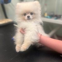 Cuccioli di spitz di Pomerania