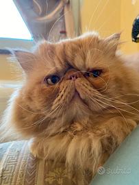 Gatto Maschio Persiano per accoppiamento