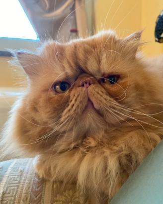 Gatto Maschio Persiano per accoppiamento