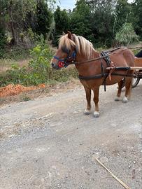 Pony