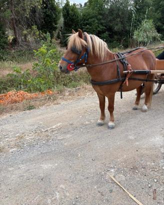 Pony