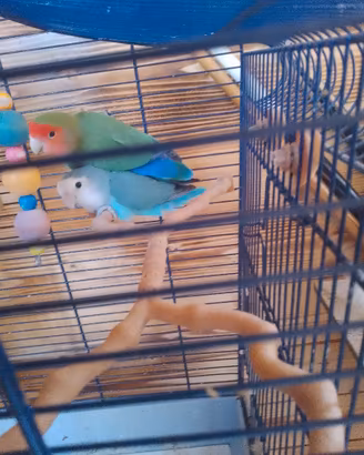 Coppia di inseparabili