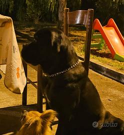 Cane Corso