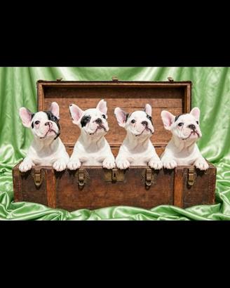Bouledogue francesi