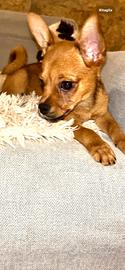 Chihuahua