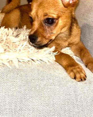 Chihuahua