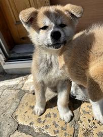 Cuccioli Akita inu campione di bellezza ?