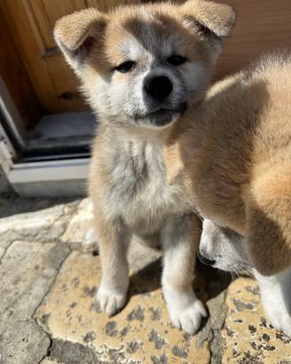 Cuccioli Akita inu campione di bellezza ?
