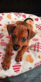 Cuccioli pinscher nano