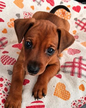 Cuccioli pinscher nano
