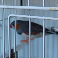 Coppia diamantini mandarino