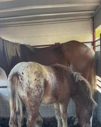 Super pony appalosa