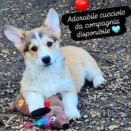 Cucciolo Welsh Corgi Pembroke