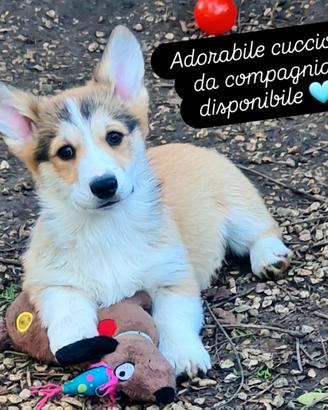 Cucciolo Welsh Corgi Pembroke